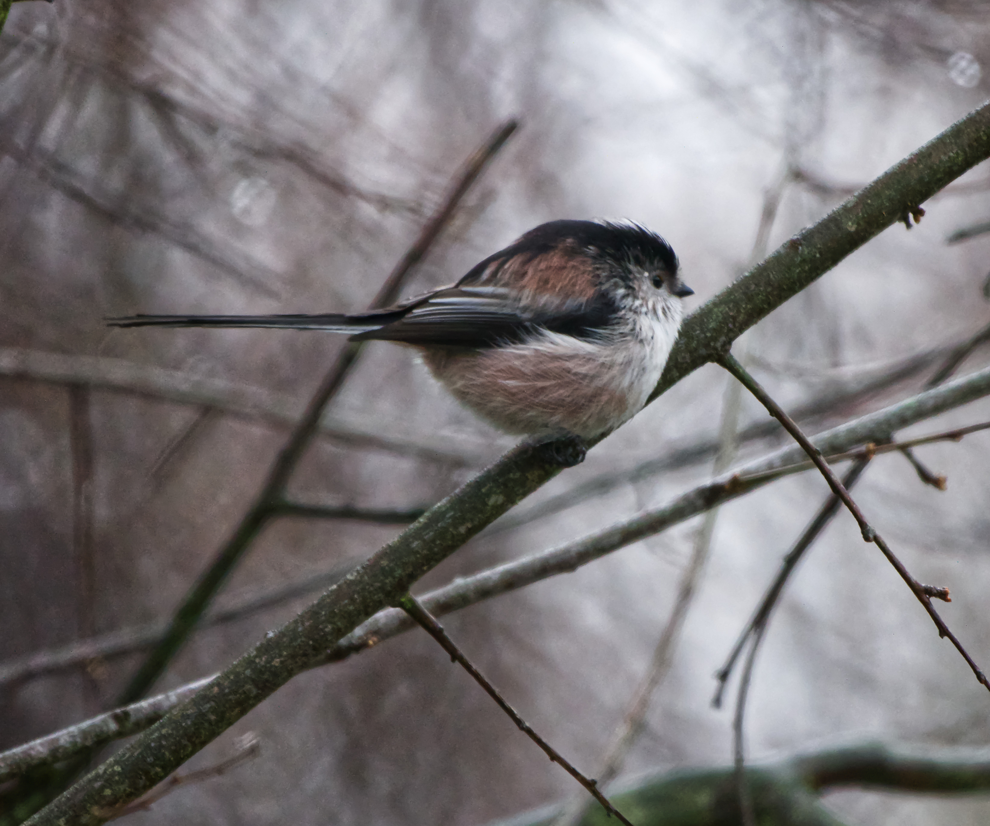 Long tail Tit.jpg