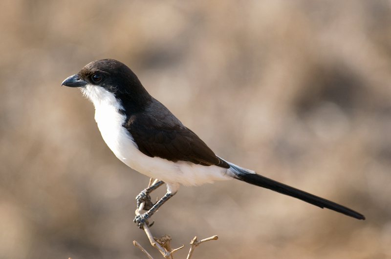 Long Tailed Fiscal ??