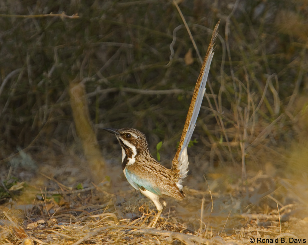 Long-tailed Ground-Roller MAD SER