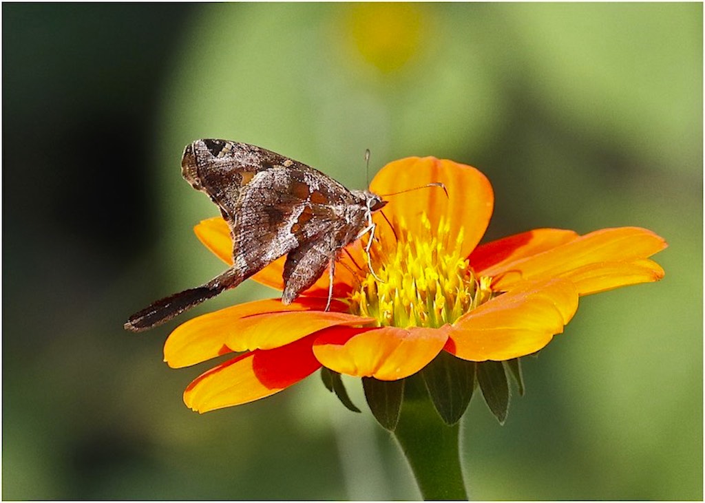 Long-tailed Skipper