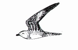 Long-tailed Skua