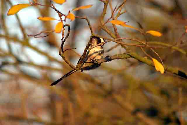 long tailed tit 2