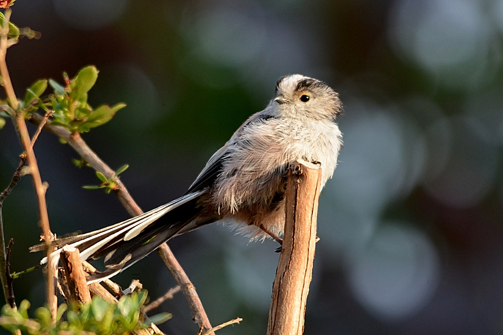 Long-tailed Tit in my garden...