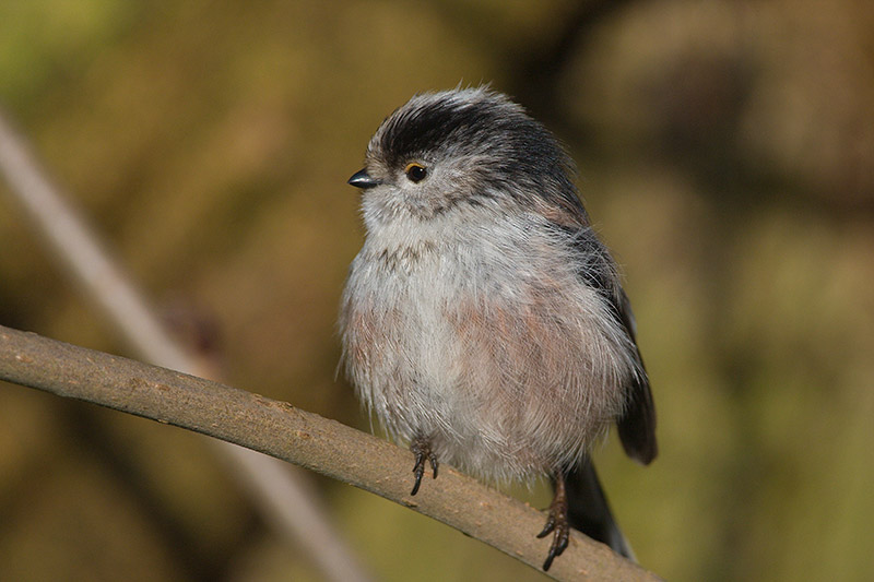 Long-tailed Tit