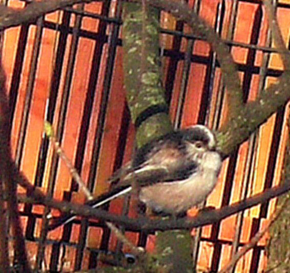 Long Tailed Tit