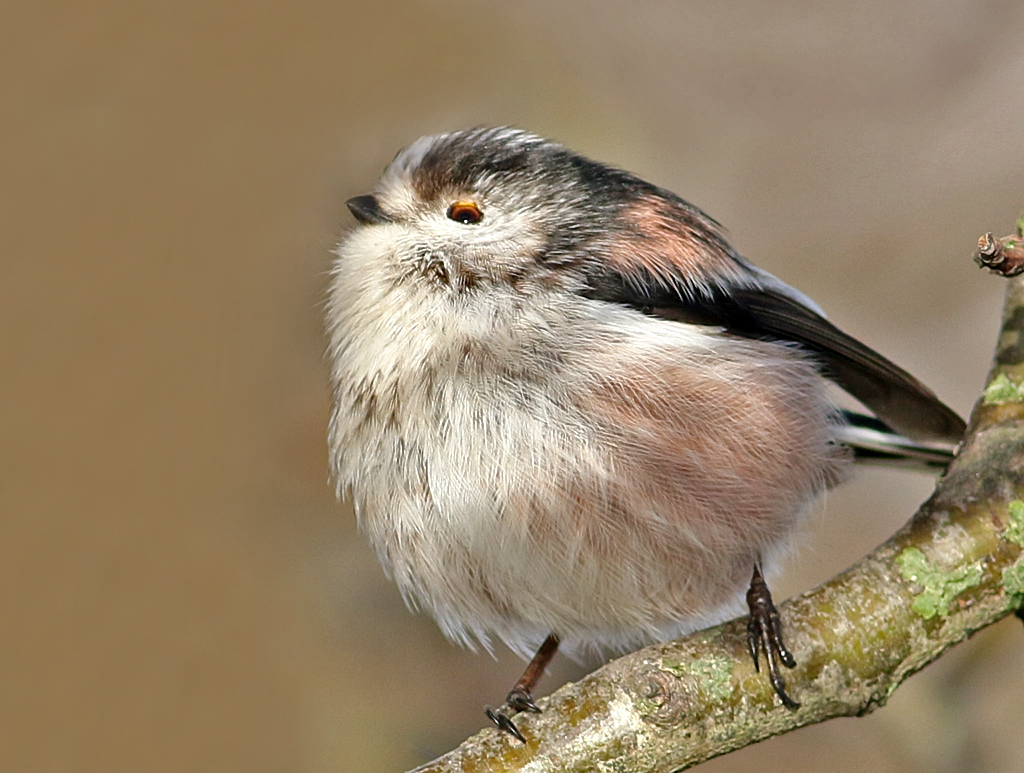 Long tailed Tit