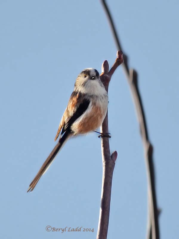 Long-tailed tit