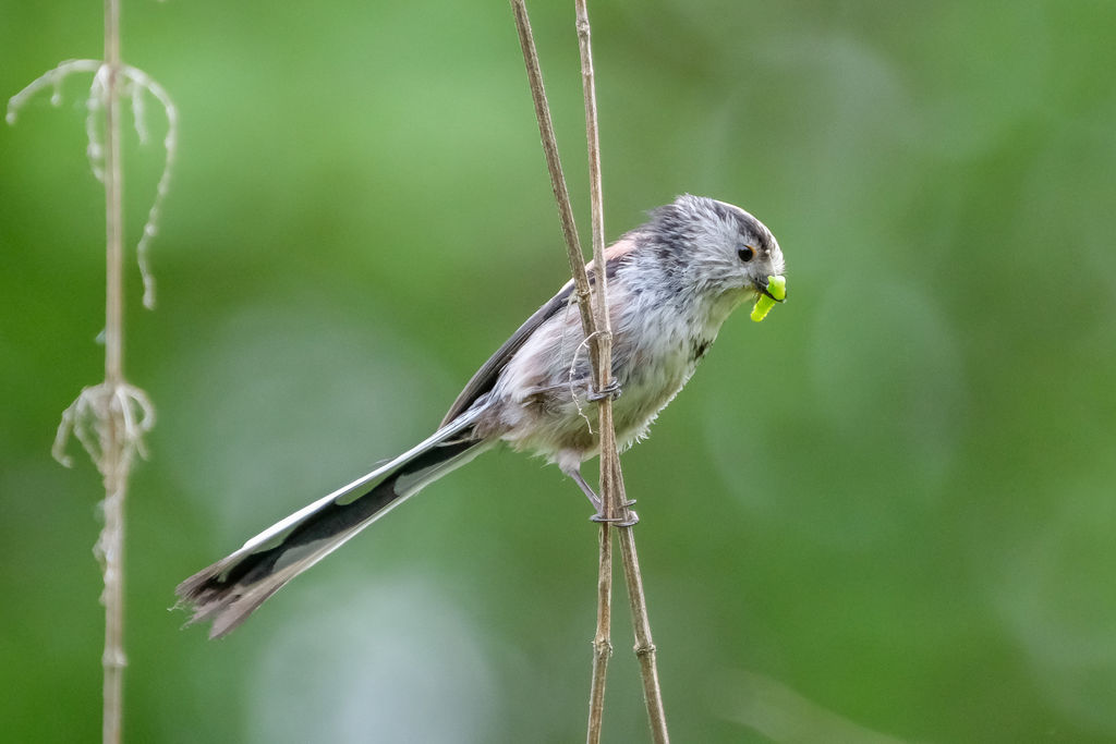 Long-tailed Tit