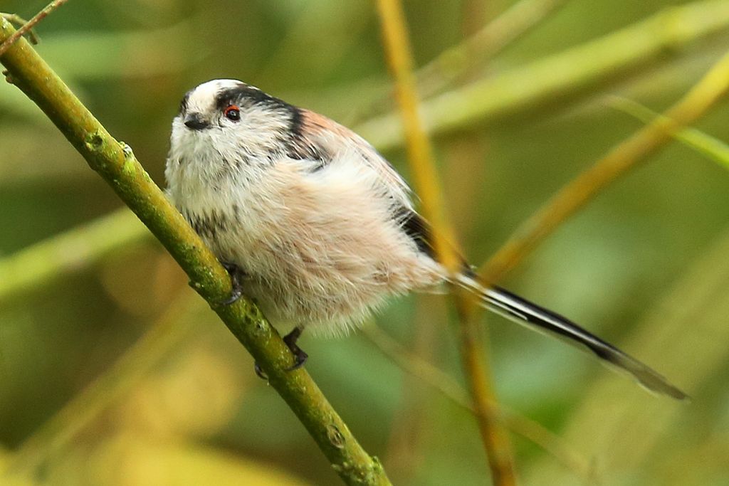 Long-tailed Tit