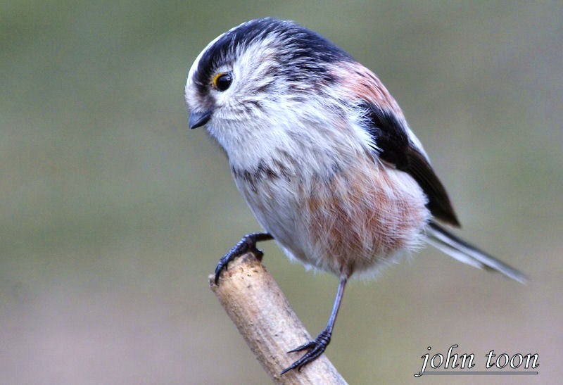 long tailed tit