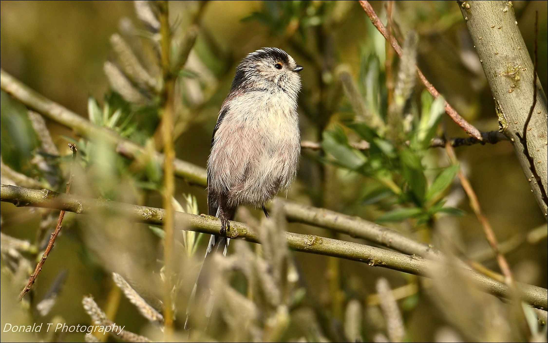 Long-tailed Tit