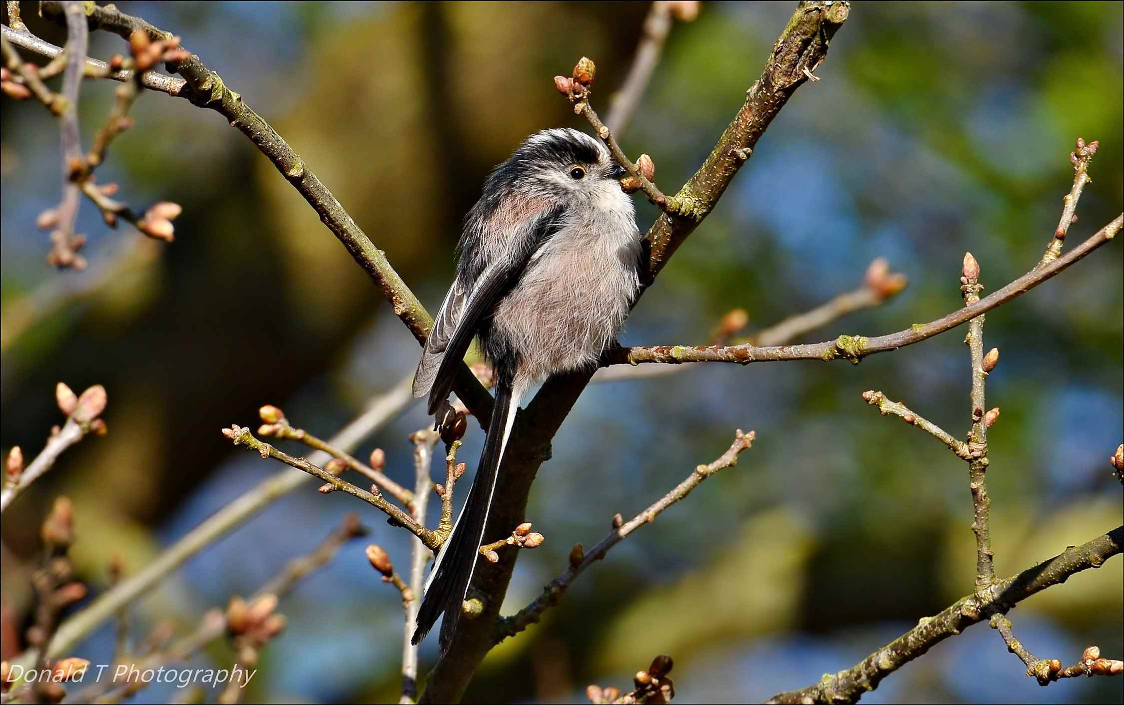 Long-tailed Tit