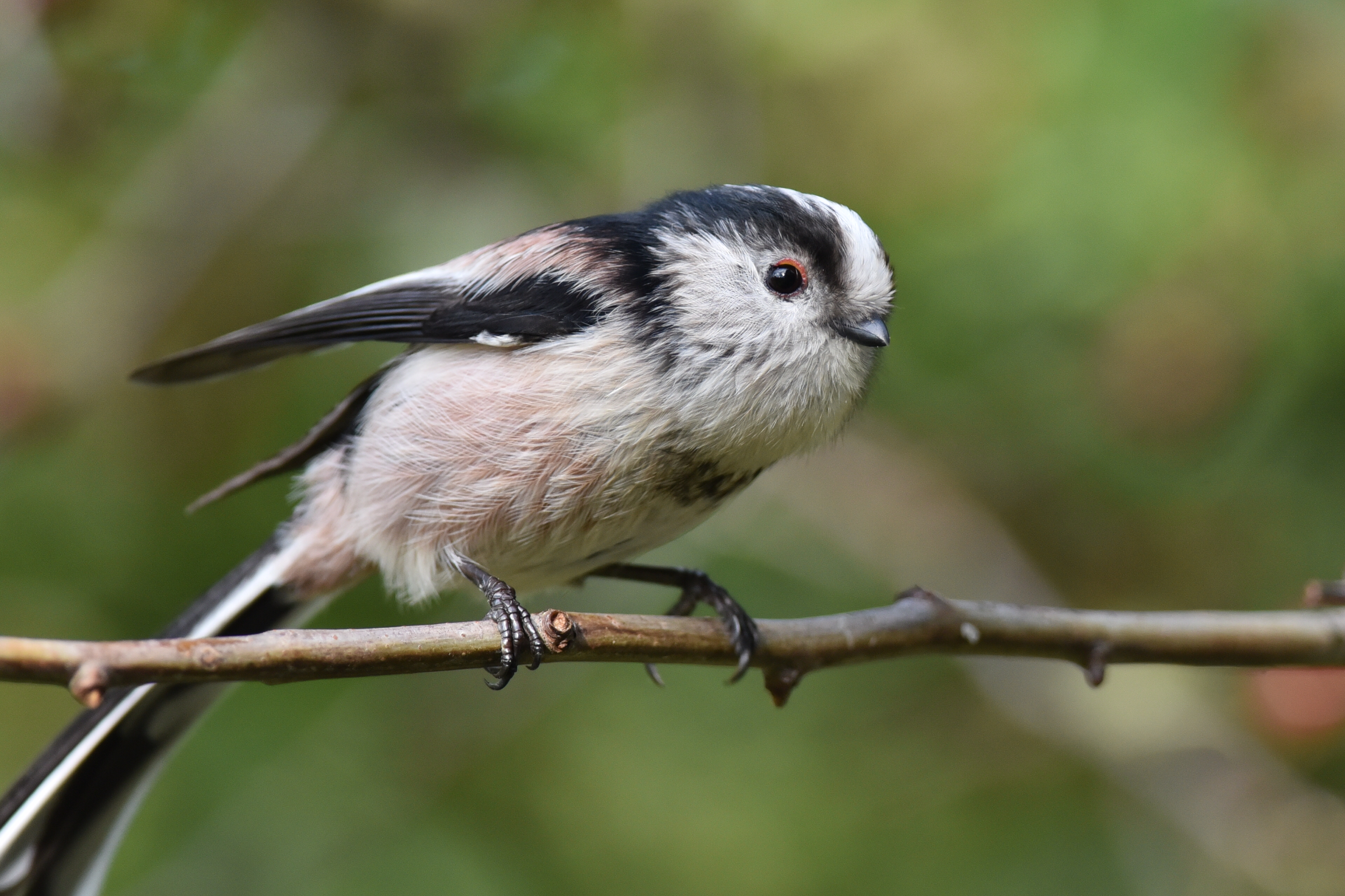 Long Tailed Tit