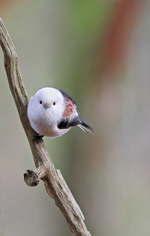 Long-tailed tit