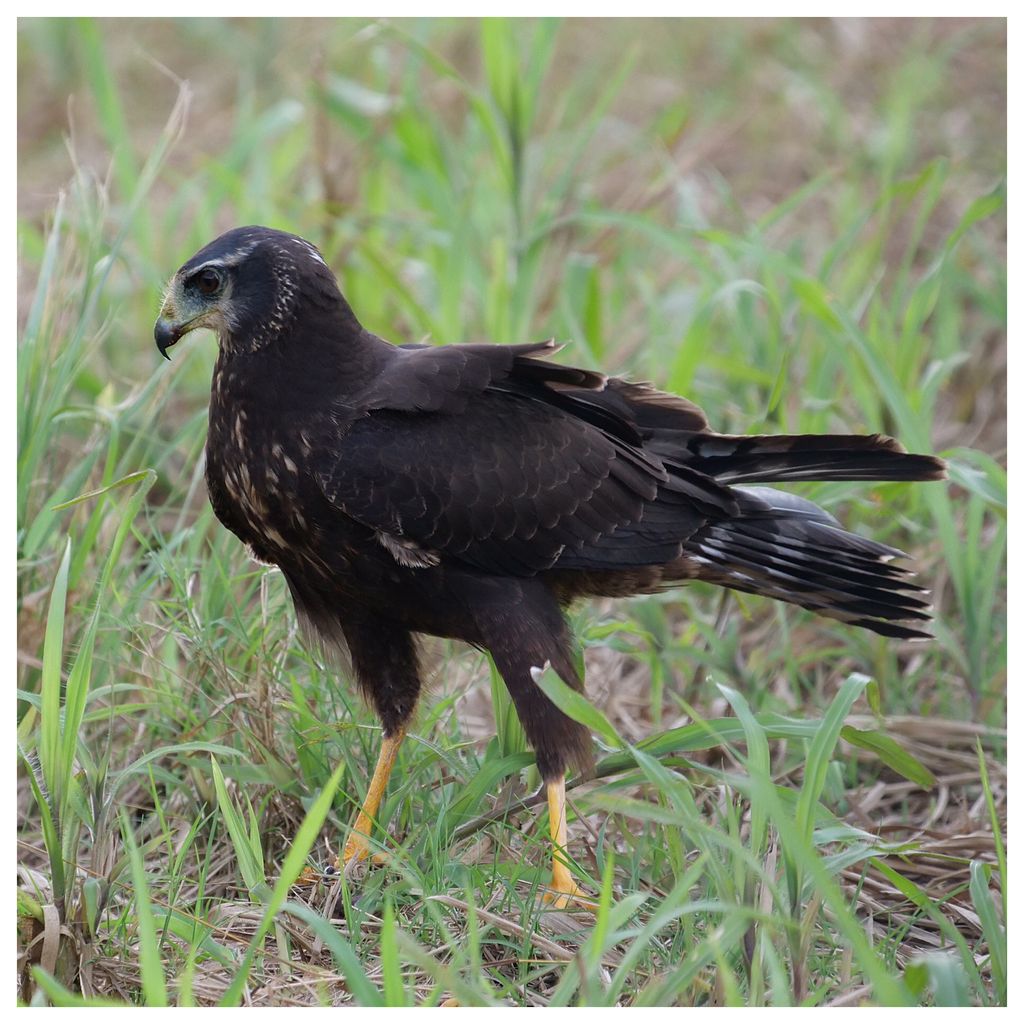 Long-winged Harrier