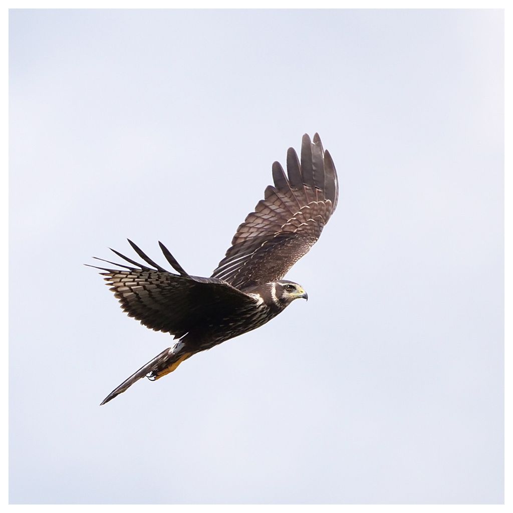 Long-winged Harrier