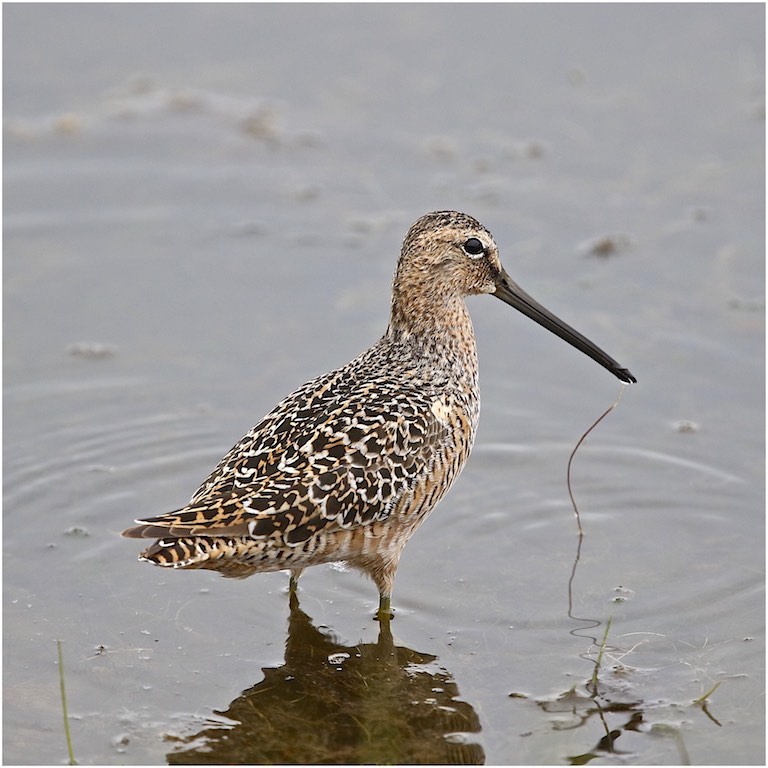 Longbilled Dowitcher