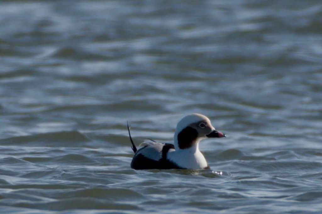 Longtail duck