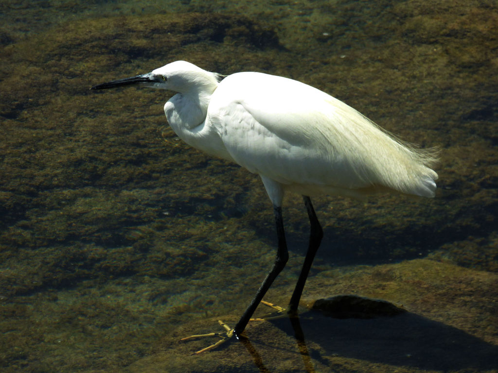 Look at my yellow feet!