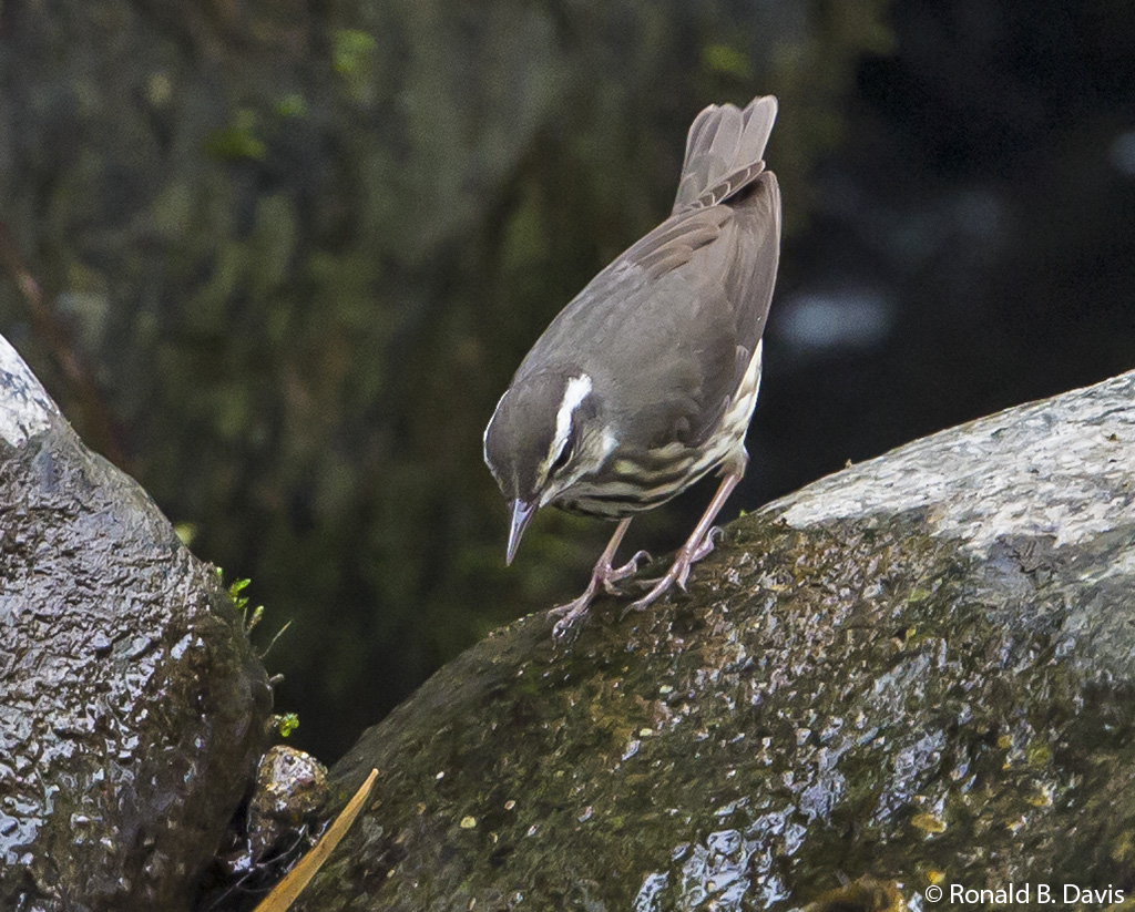 Louisiana Waterthrush Closeup C-RICA SER 2