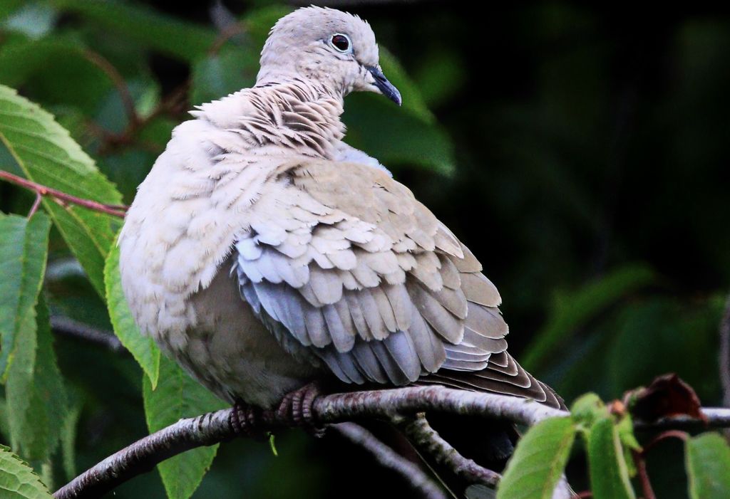 Lovely dove