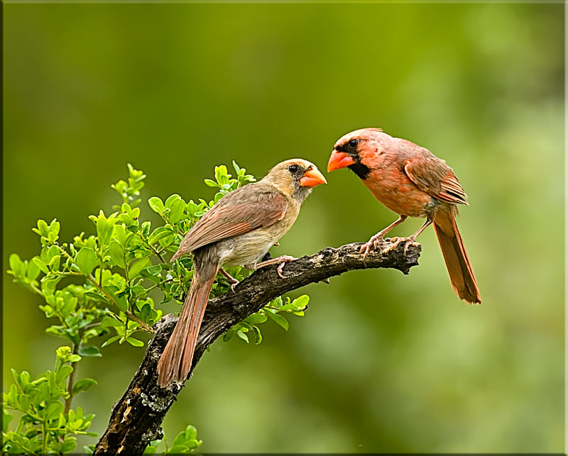 Loving Couple