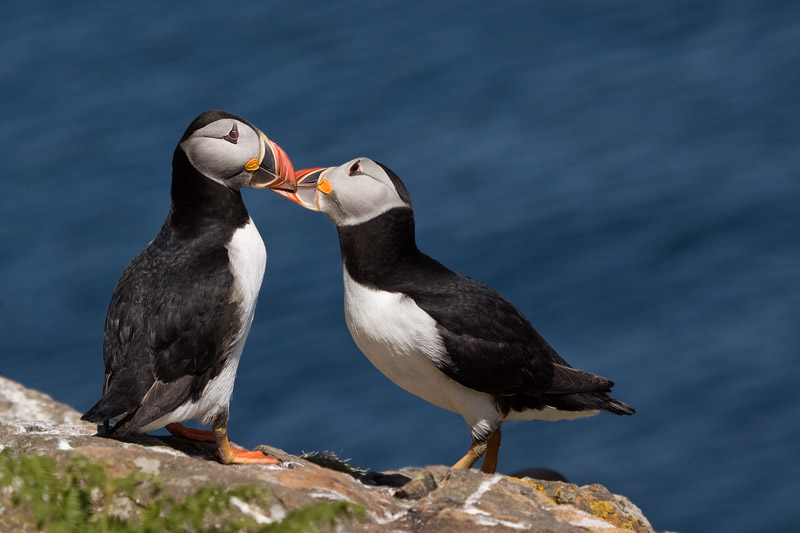 Loving Puffins