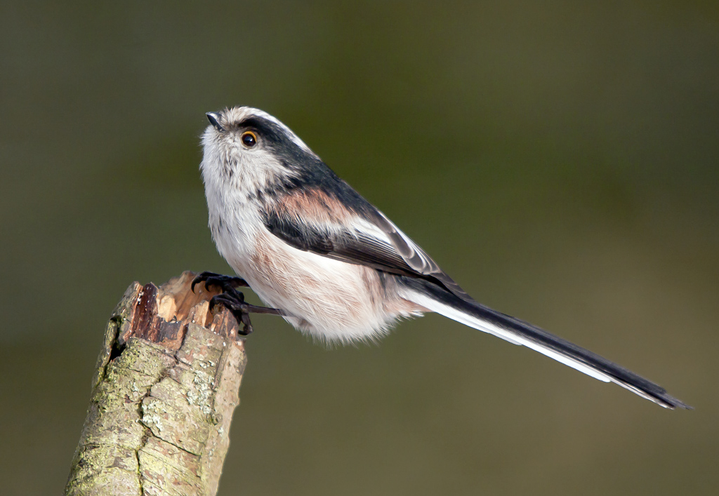 LTT