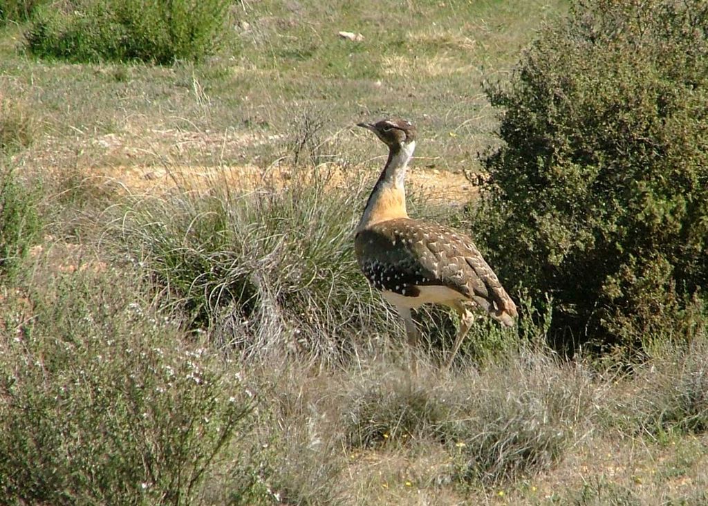 Ludwig's Bustard