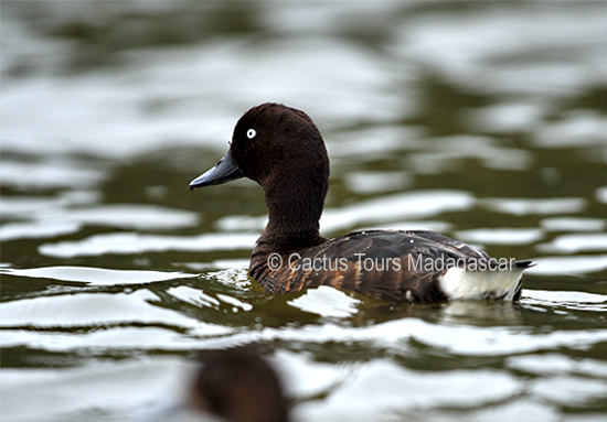 Madagascan Pochard