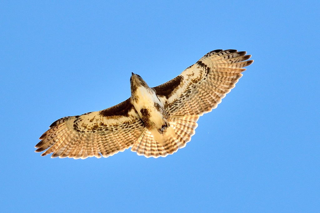 Madagascar Buzzard (Buteo brachypterus)