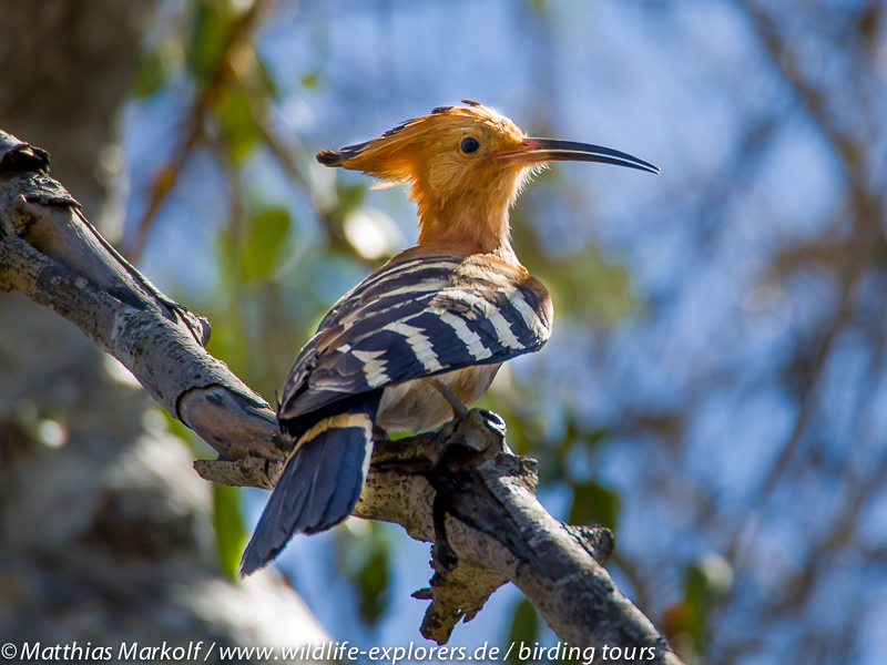 Madagascar Hoopoe