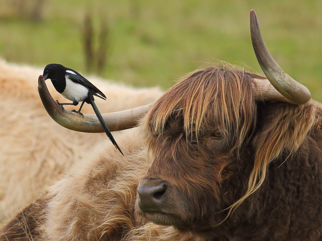 Maggie's no Coward..... Magpie