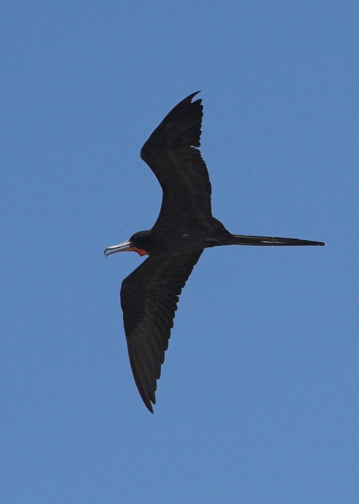 Magnificant Frigatebird