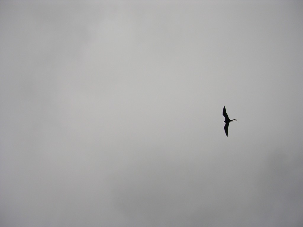 Magnificent Frigatebird