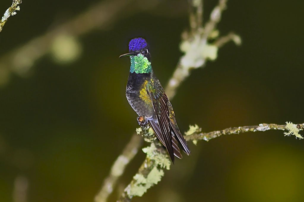 Magnificent Hummingbird (male)