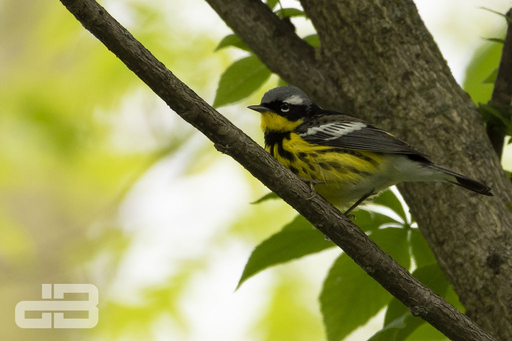 Magnolia Warbler