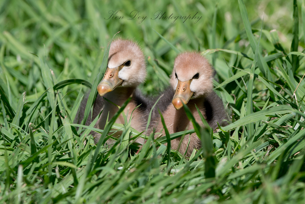 Magpie Geese