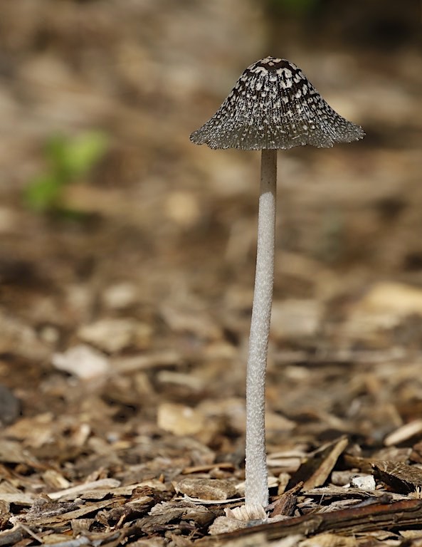 Magpie Inkcap