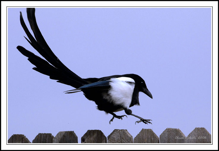 Magpie on a picket fence