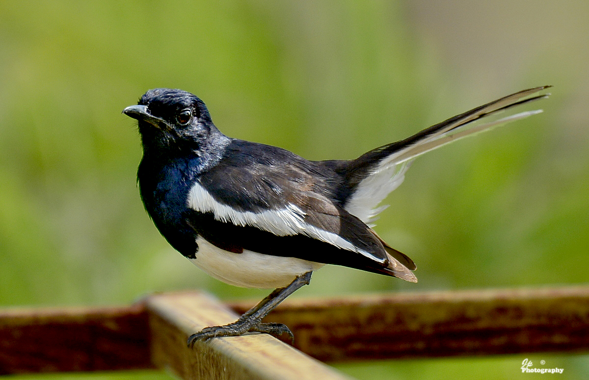 Magpie-Robin