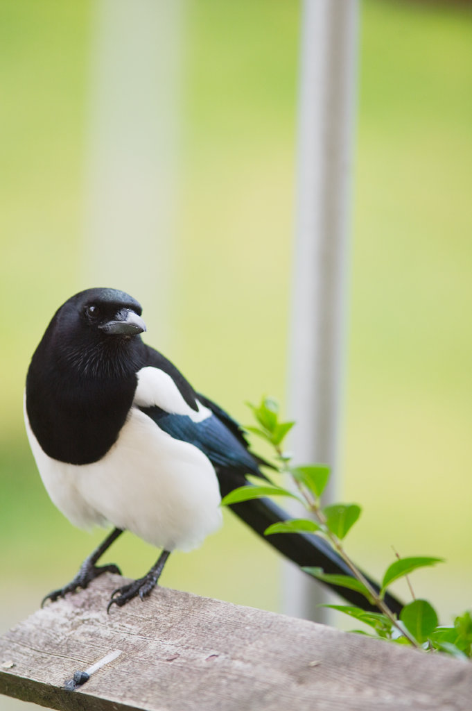 Magpie