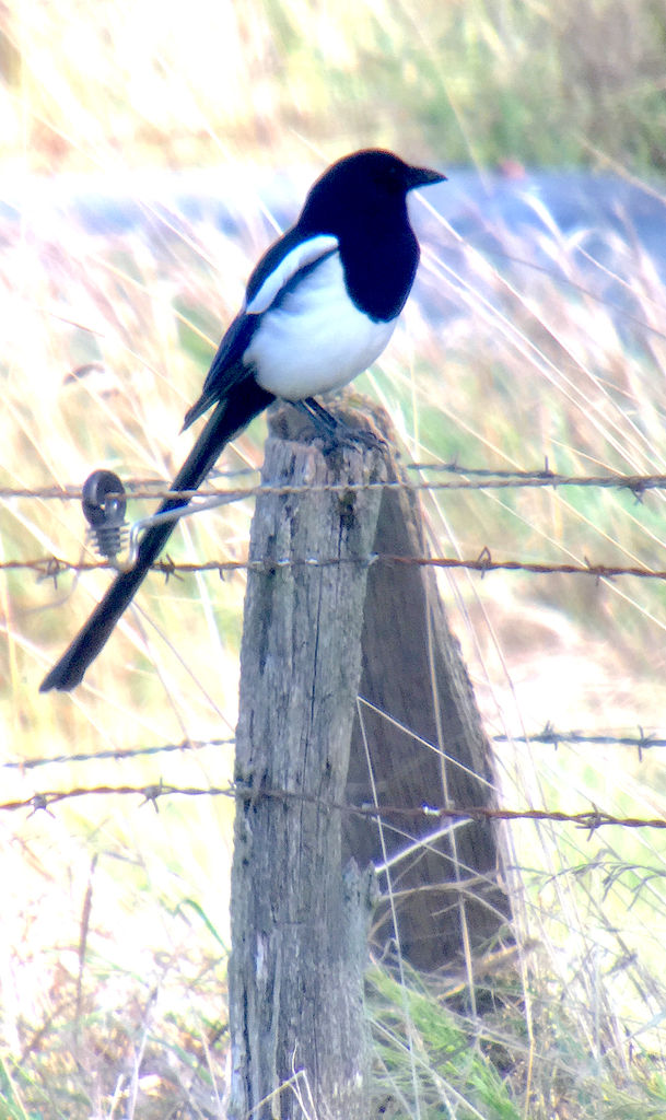 Magpie