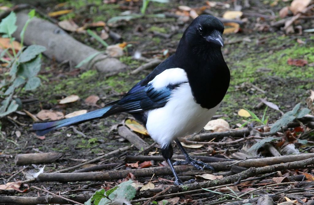 Magpie