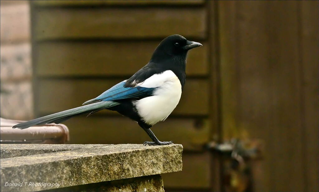 Magpie