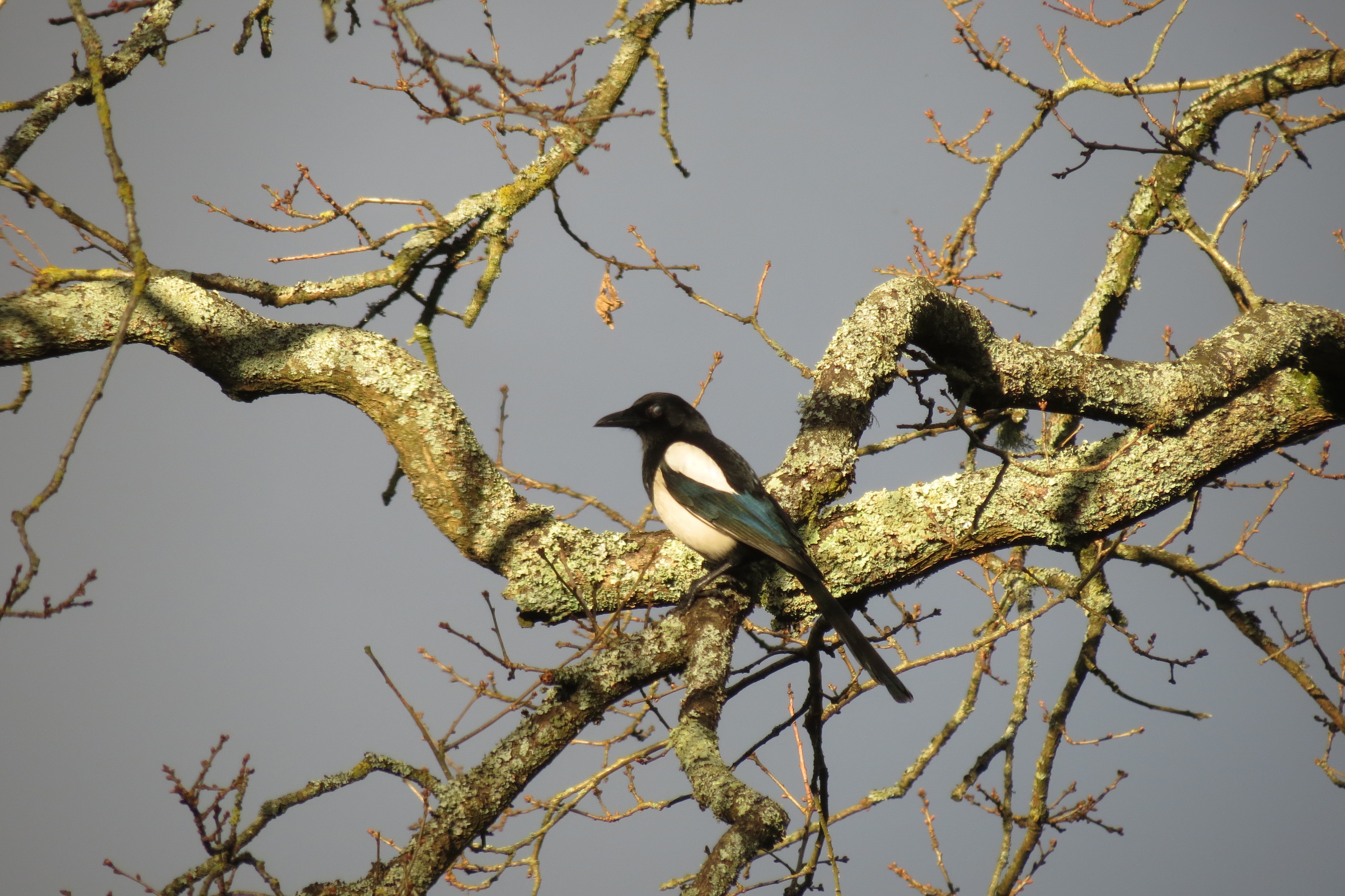 Magpie