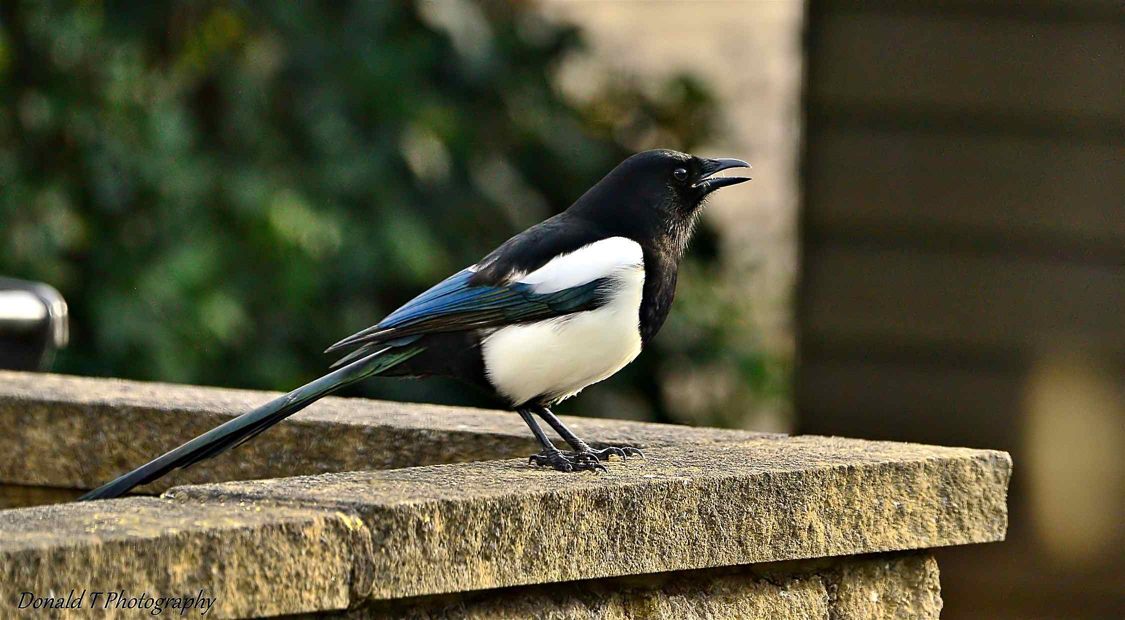 Magpie