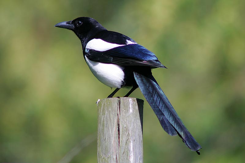 Magpie