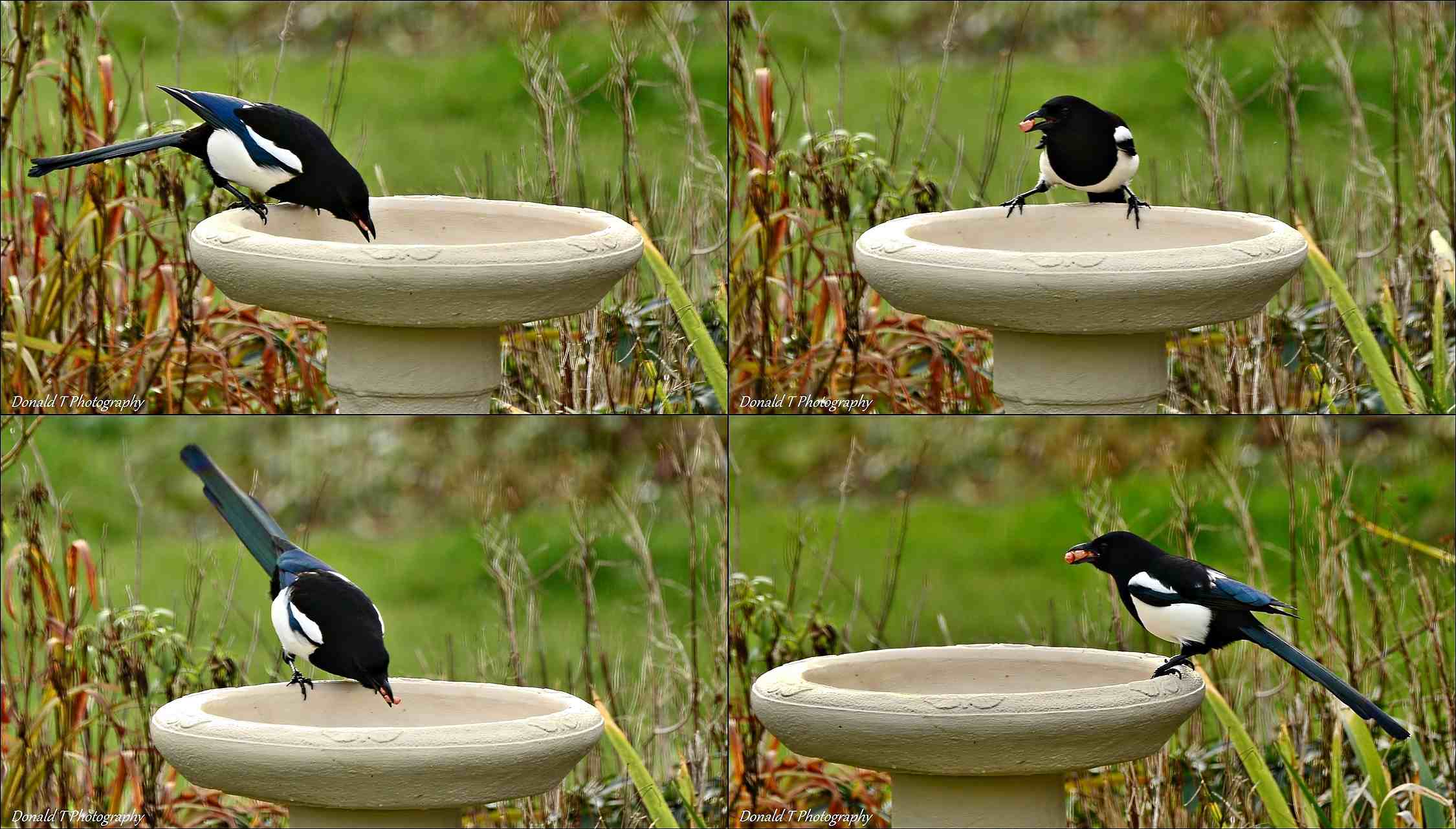 Magpies stashing peanuts ( caught on Camera )