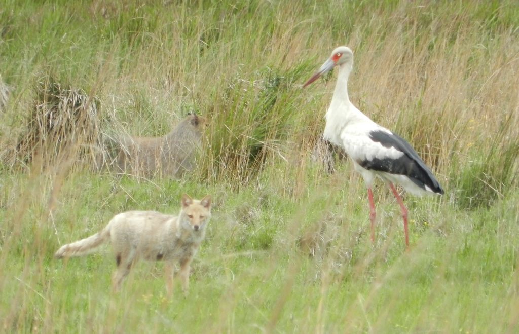 Maguari Stork